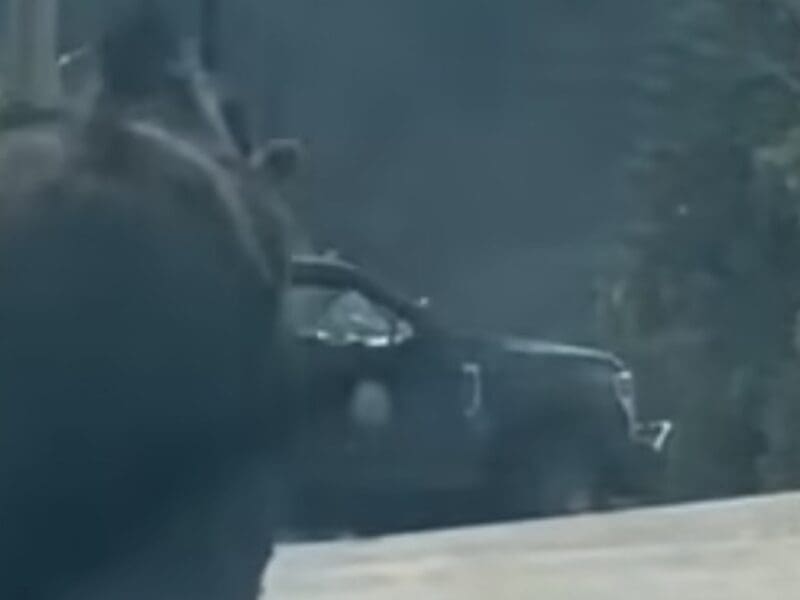 Yearling bull moose filmed walking through Idaho Springs, Colorado.